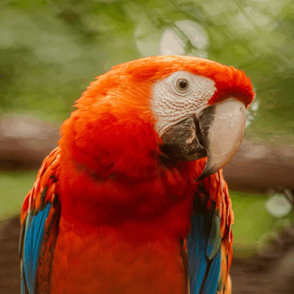 scarlet macaw at wildlife rescue