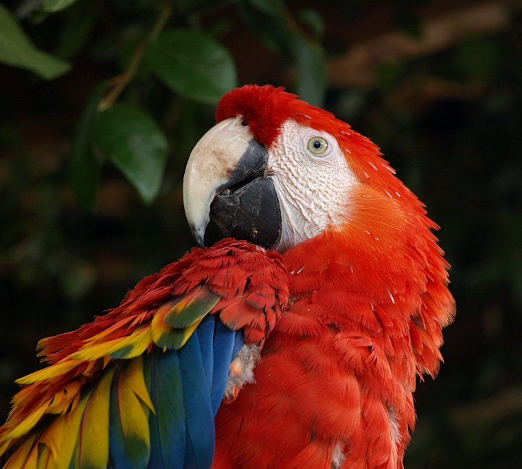 Scarlet Macaw - Alturas Wildlife Sanctuary