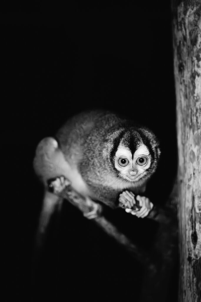 Owl Monkey