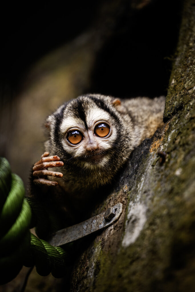 Panamanian Owl Monkey