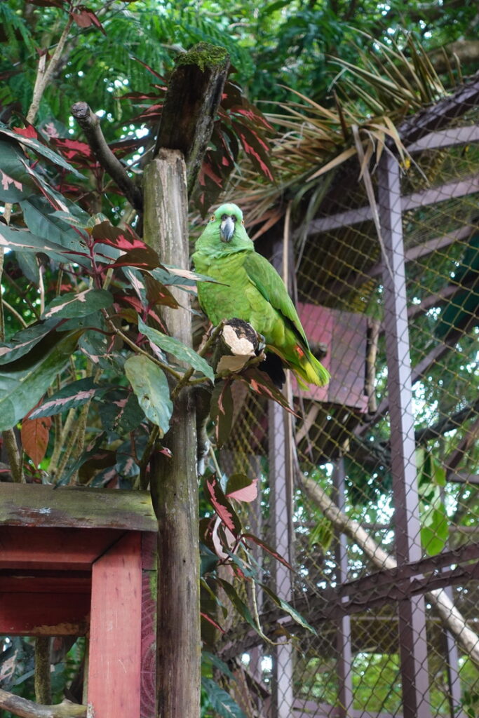 yellow-napped amazon parrot at a wildlife rescue costa rica