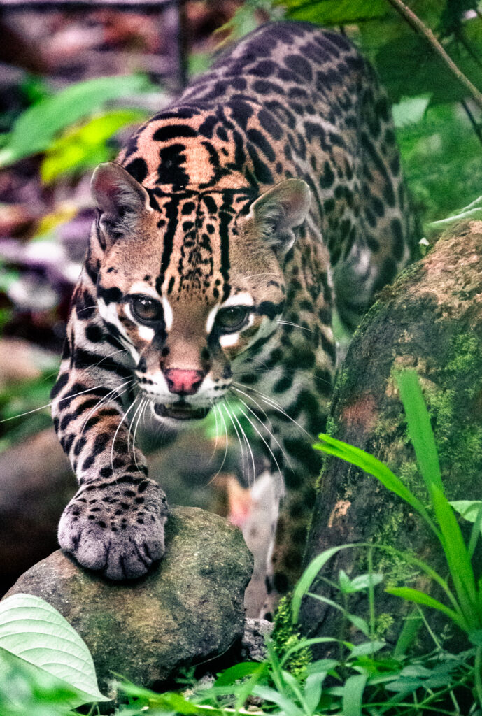 Ocelot stalking