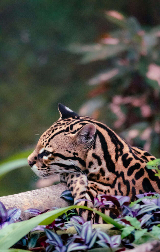 Ocelot sleeping