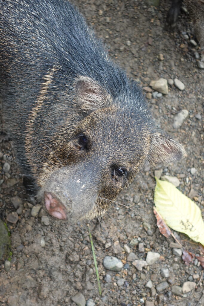 Collared Peccary
