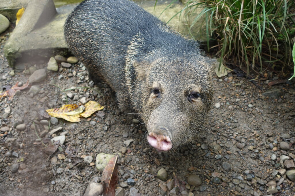 Collared Peccary