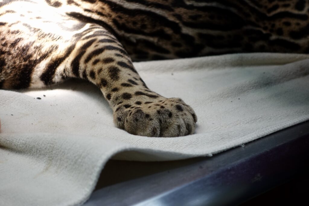 Ocelot paw