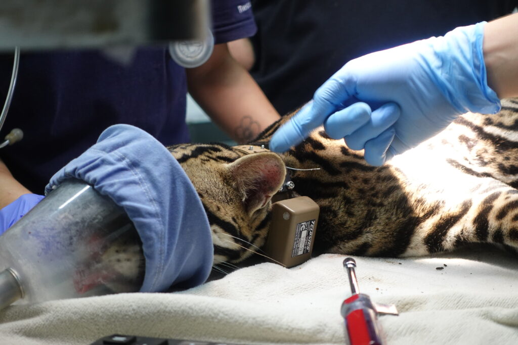 ocelot getting fitted for a GPS collar