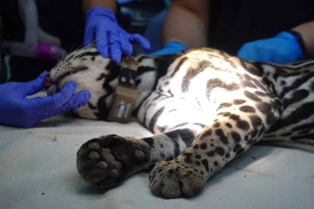 Ocelot with GPS collar getting a medical check-up