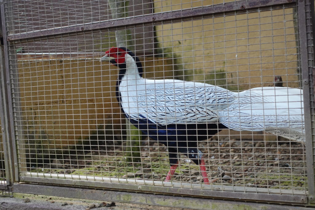Silver pheasant