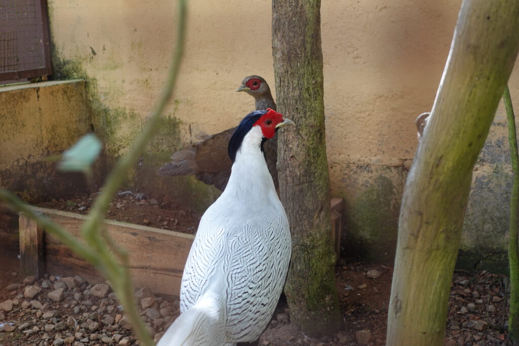Silver pheasant