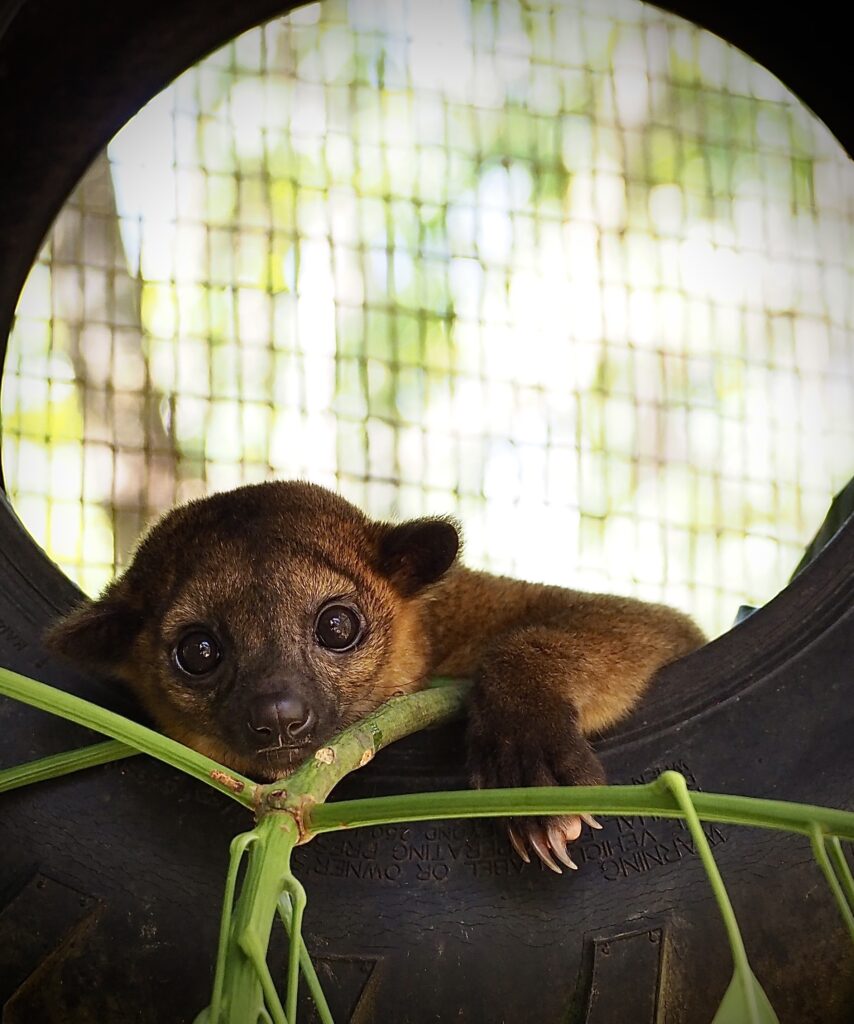 Kinkajou