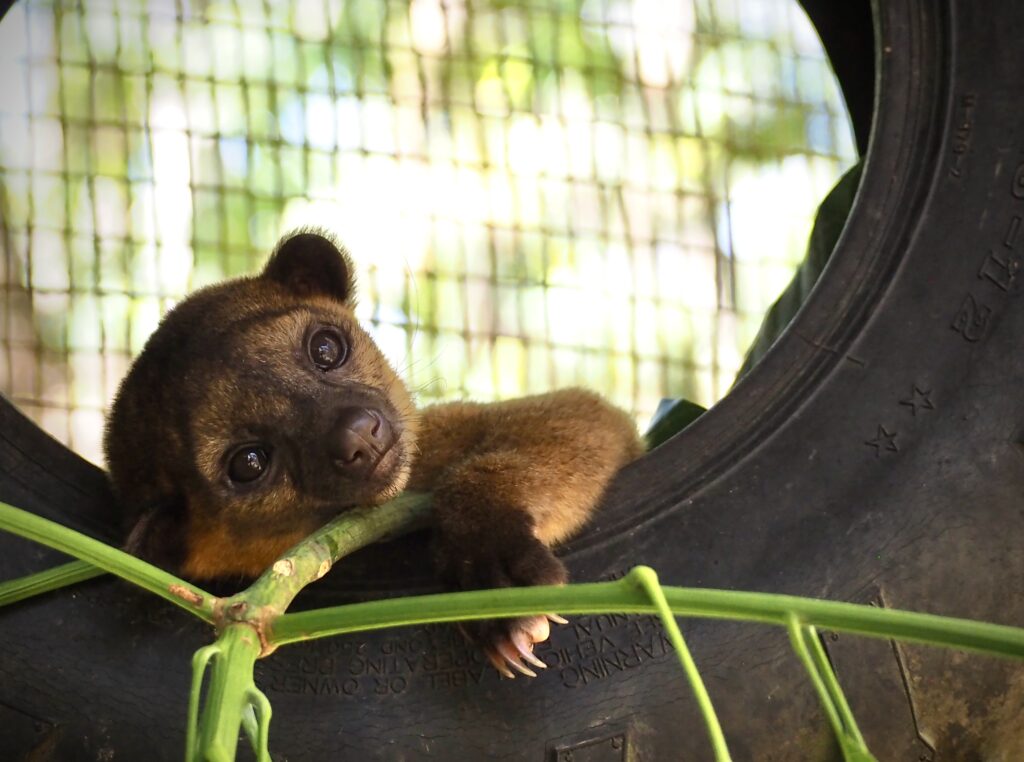 Kinkajou