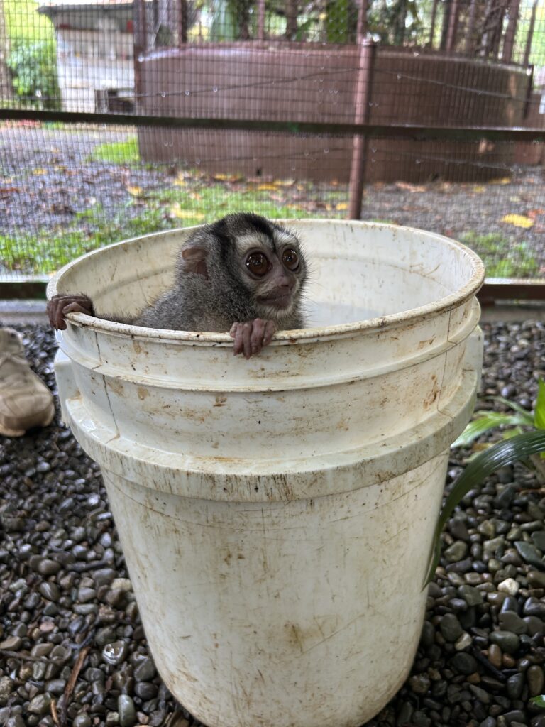 Owl monkey in a bucket