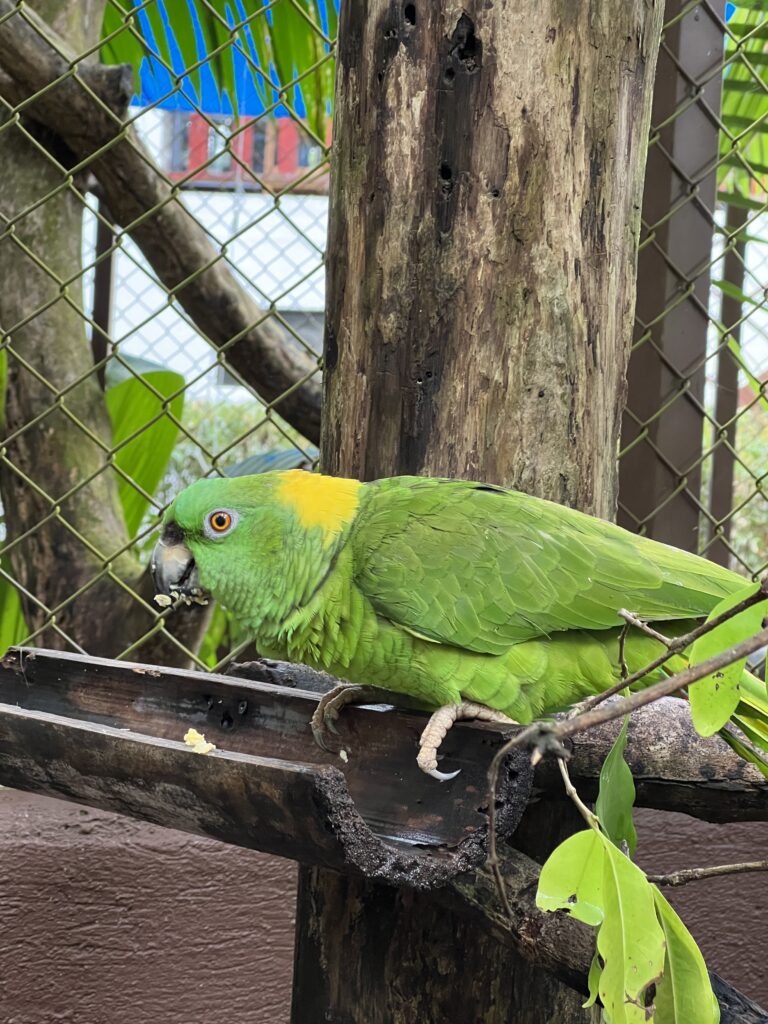 yellow-napped amazon parrot eating