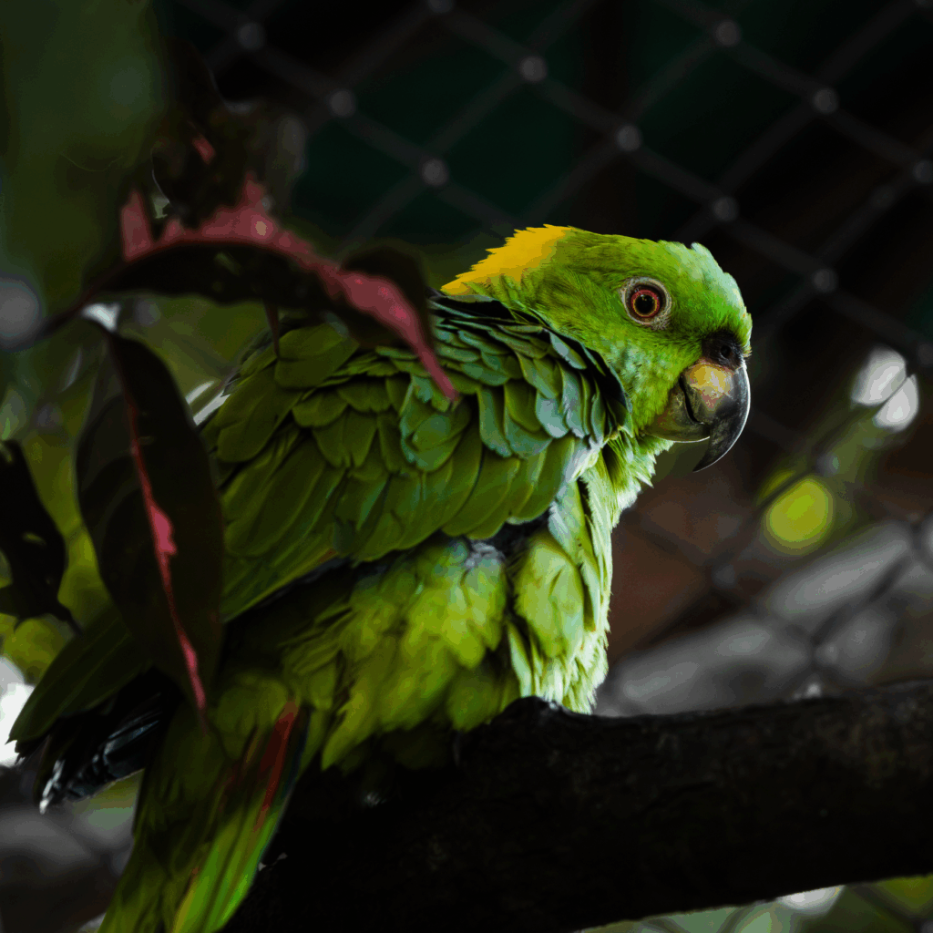 Yellow-napped amazon parrot