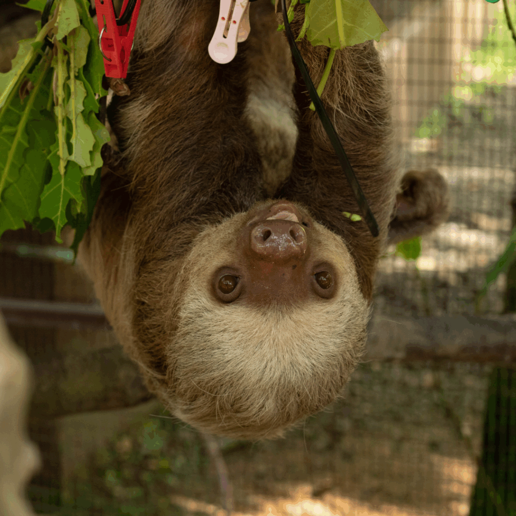 Two-toed sloth at a wildlife rescue eating leaves