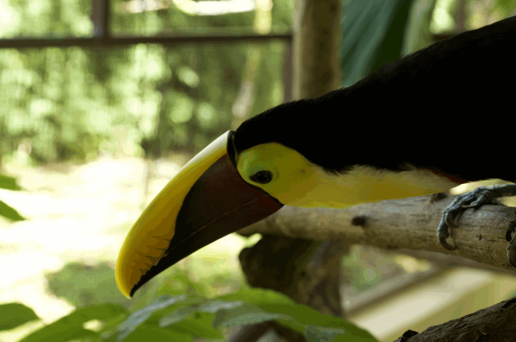 yellow-throated toucan