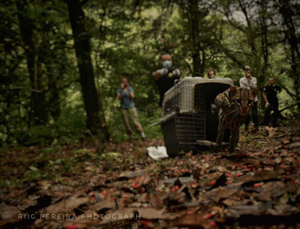 ocelot being released into the wild