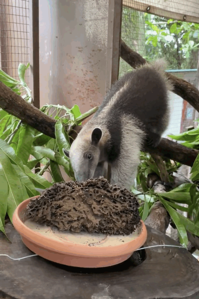 young tamandua eating termites nest