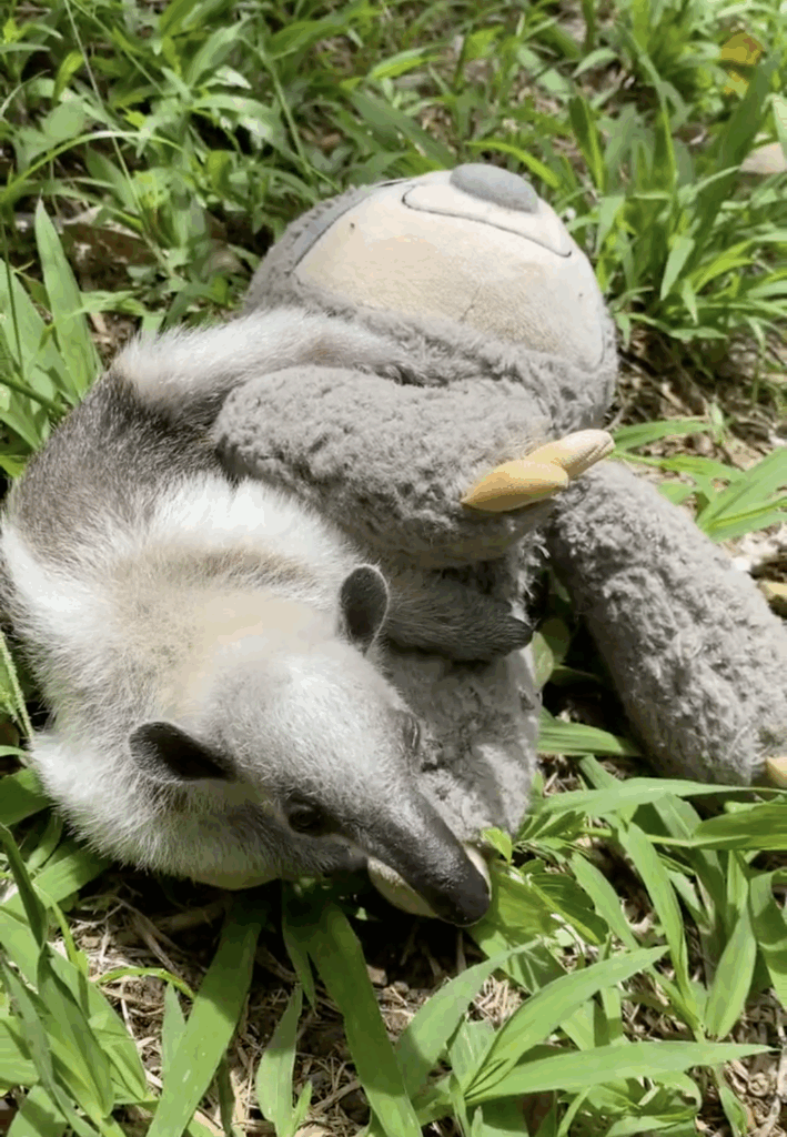Baby tamandua during the rehabilitation process