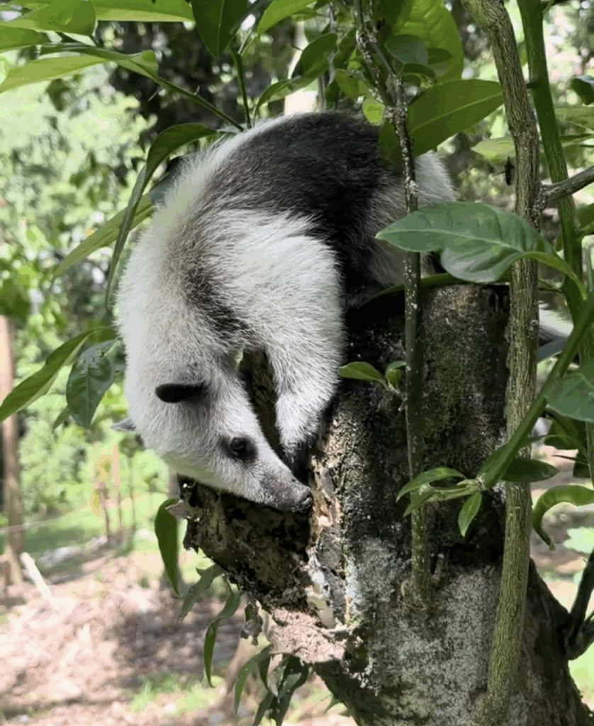 Baby tamandua learning to climb