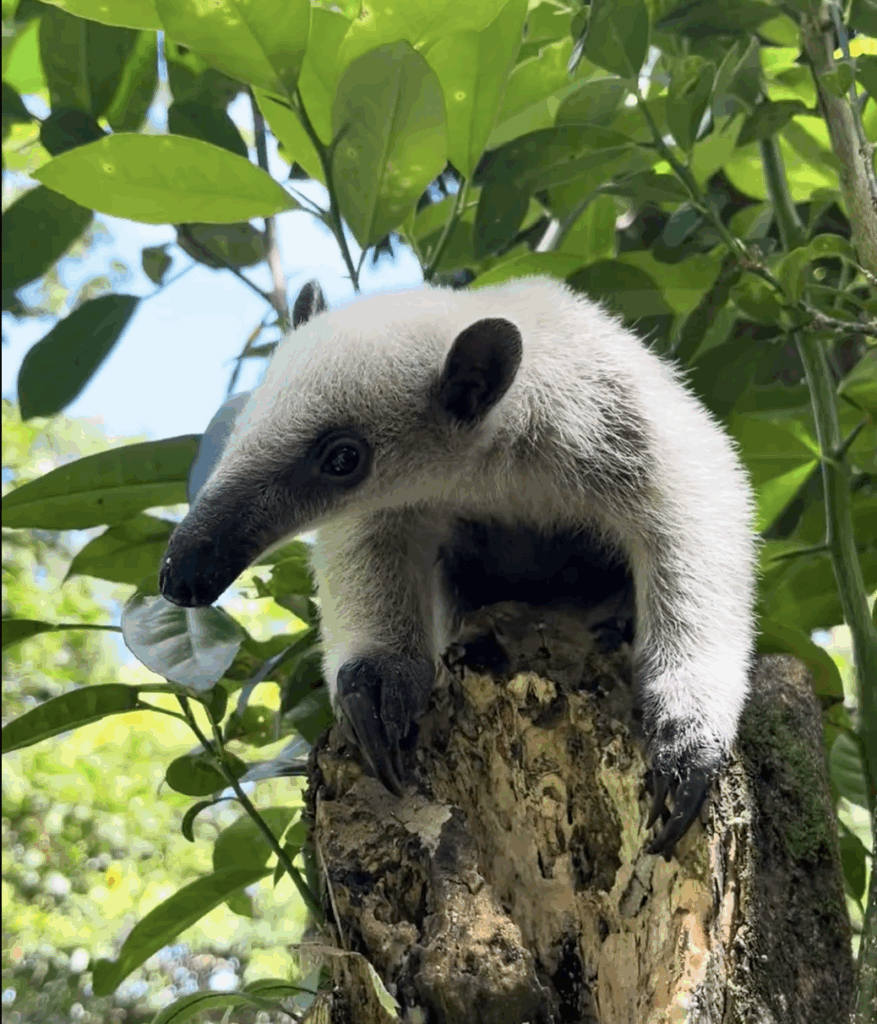 Baby tamandua in a tree