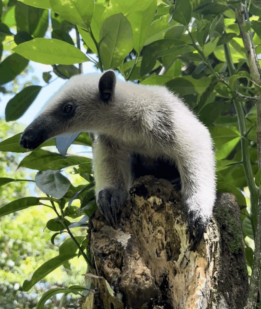Baby tamandua in a tree
