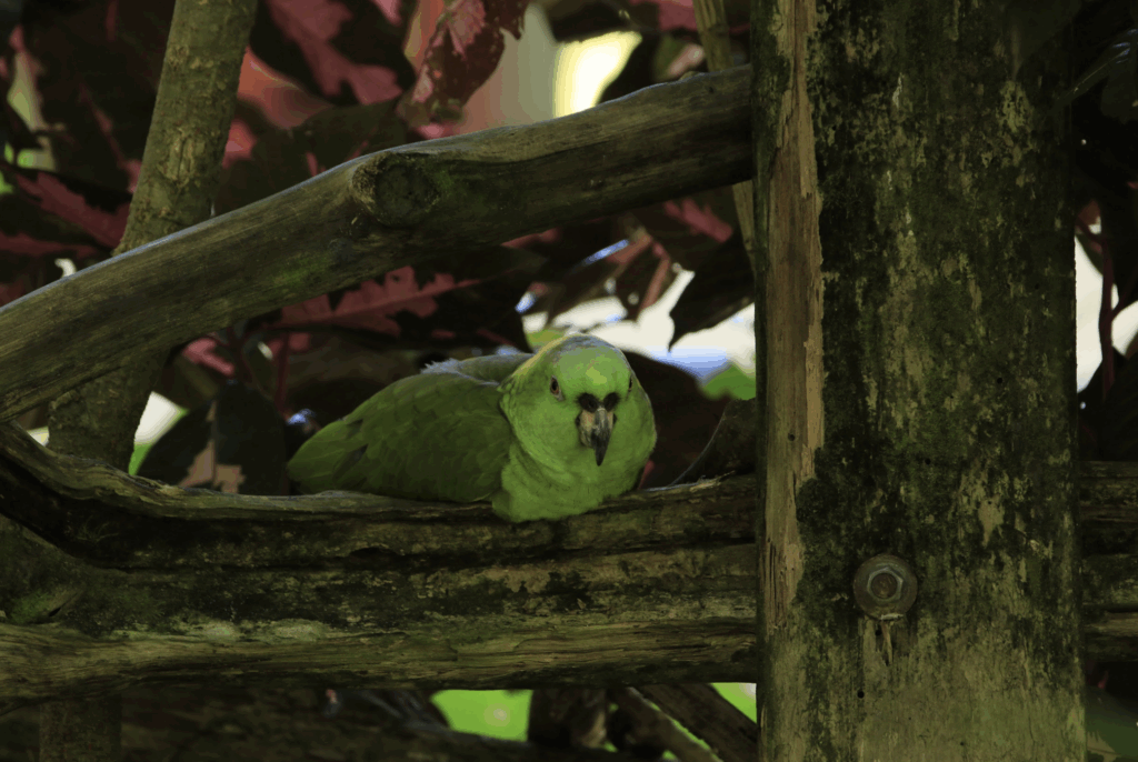 yellow-napped amazon parrot resting