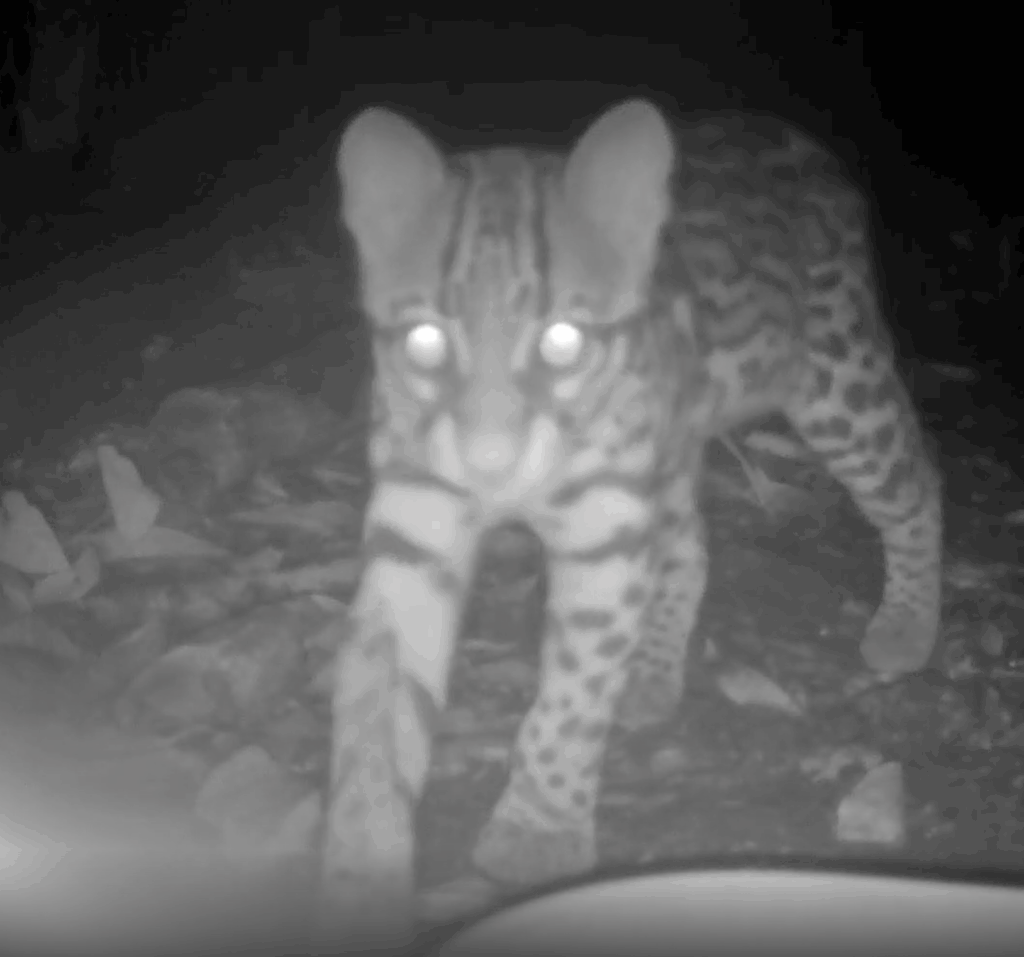 ocelot on camera trap