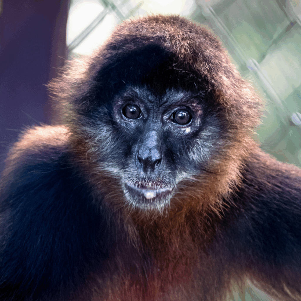 Central american spider monkey