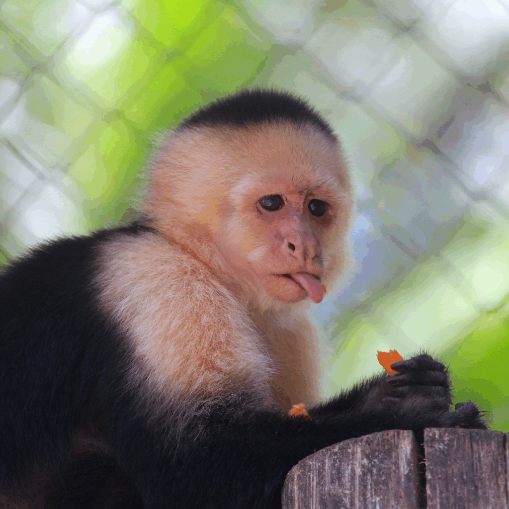 White-faced capuchin monkey, sticking out her tongue.