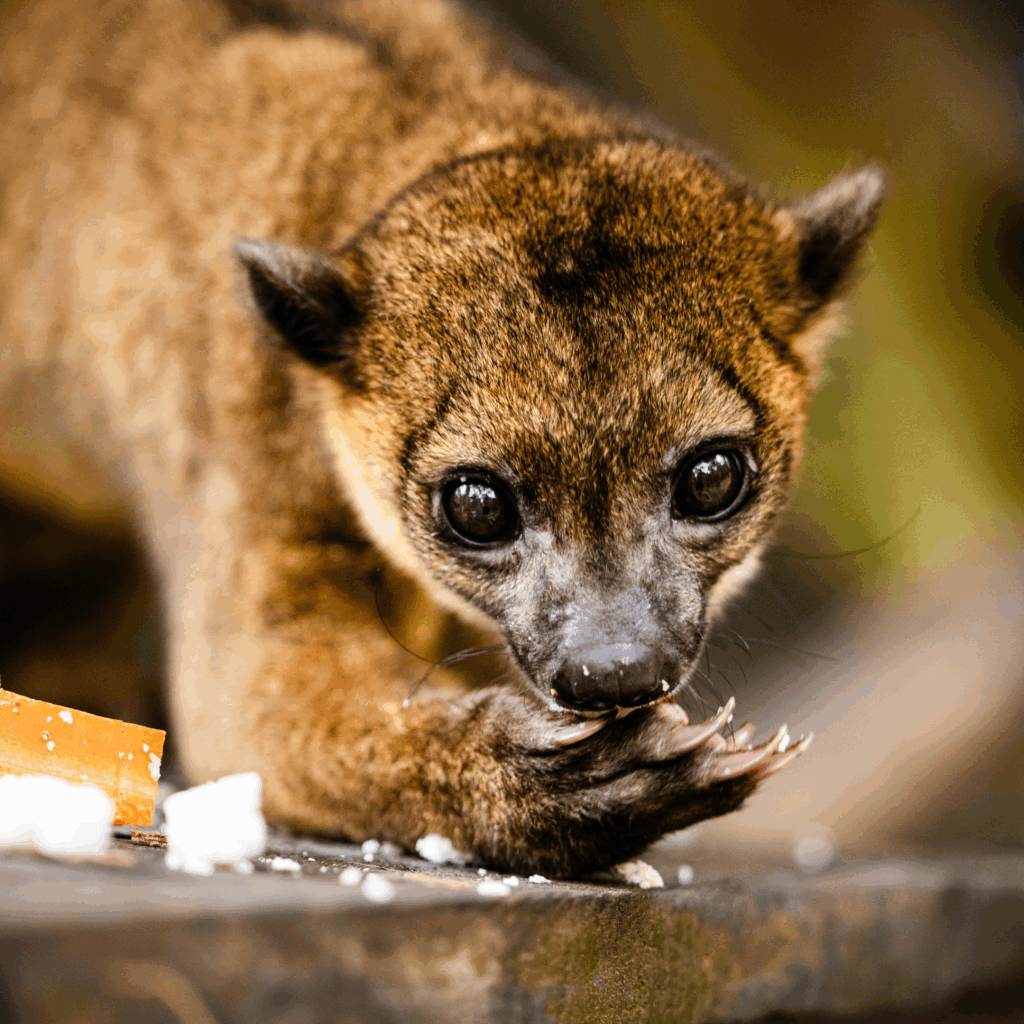 Kinkajou eating