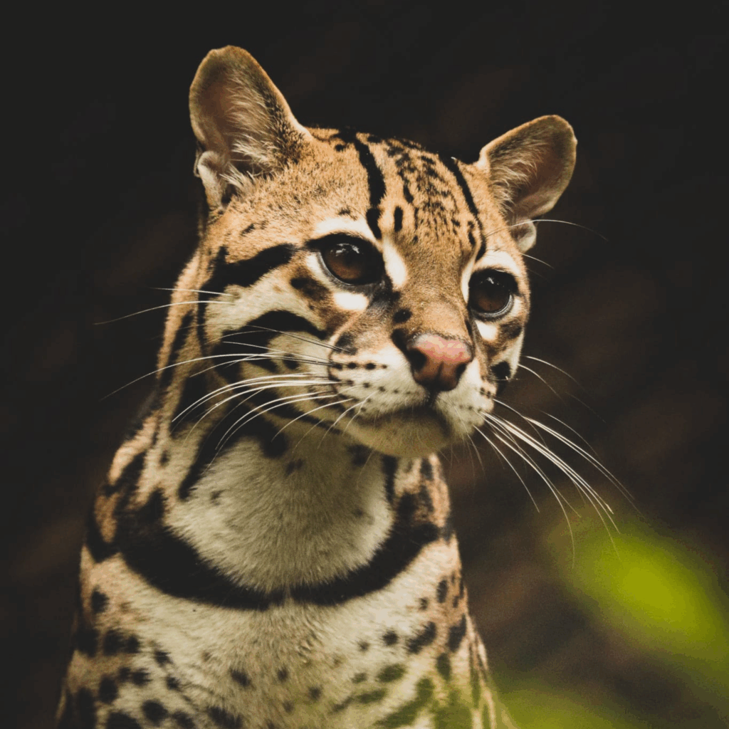 Male ocelot