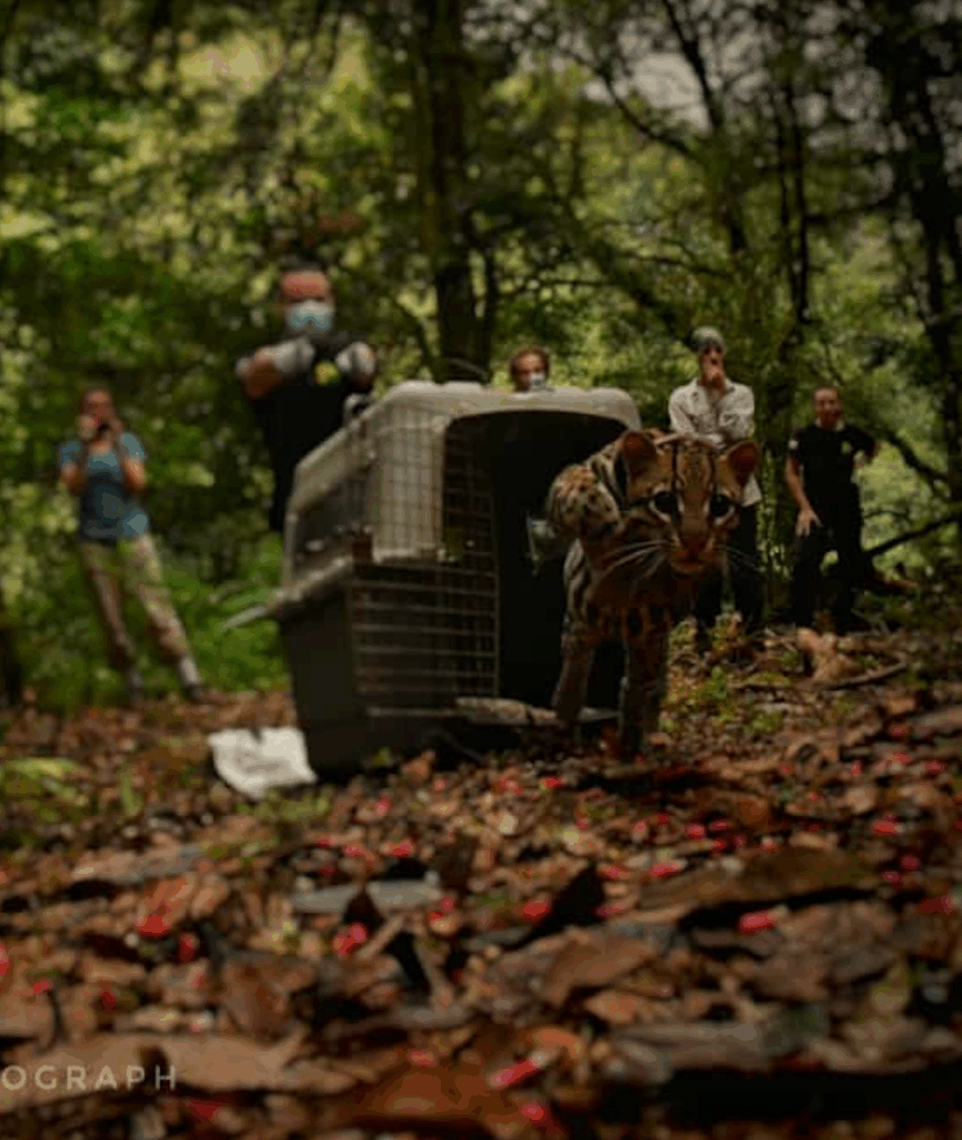 ocelot being released