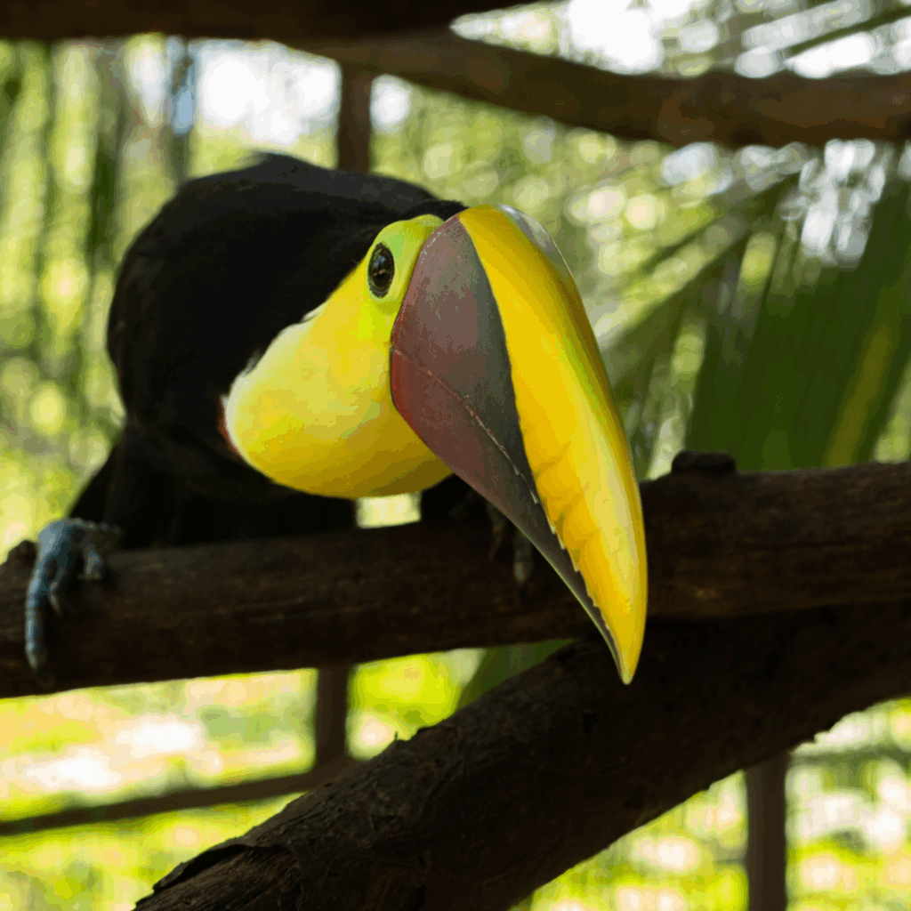 Yellow-throated toucan