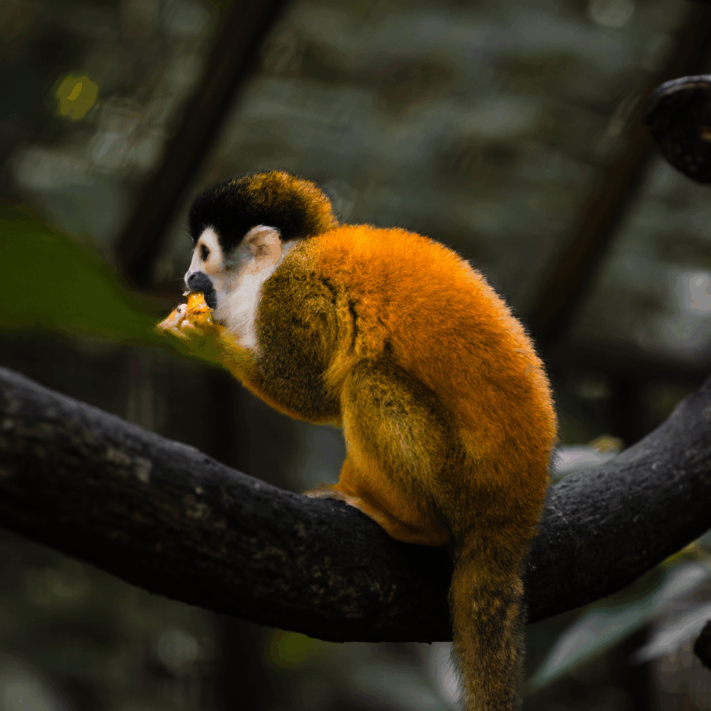 Squirrel monkey eating