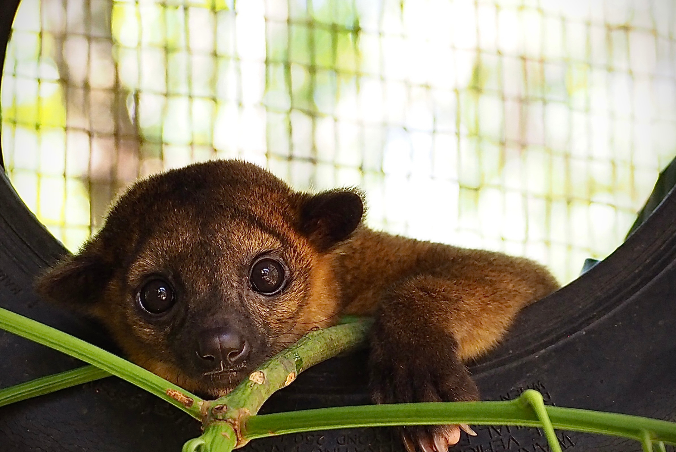 kinkajou