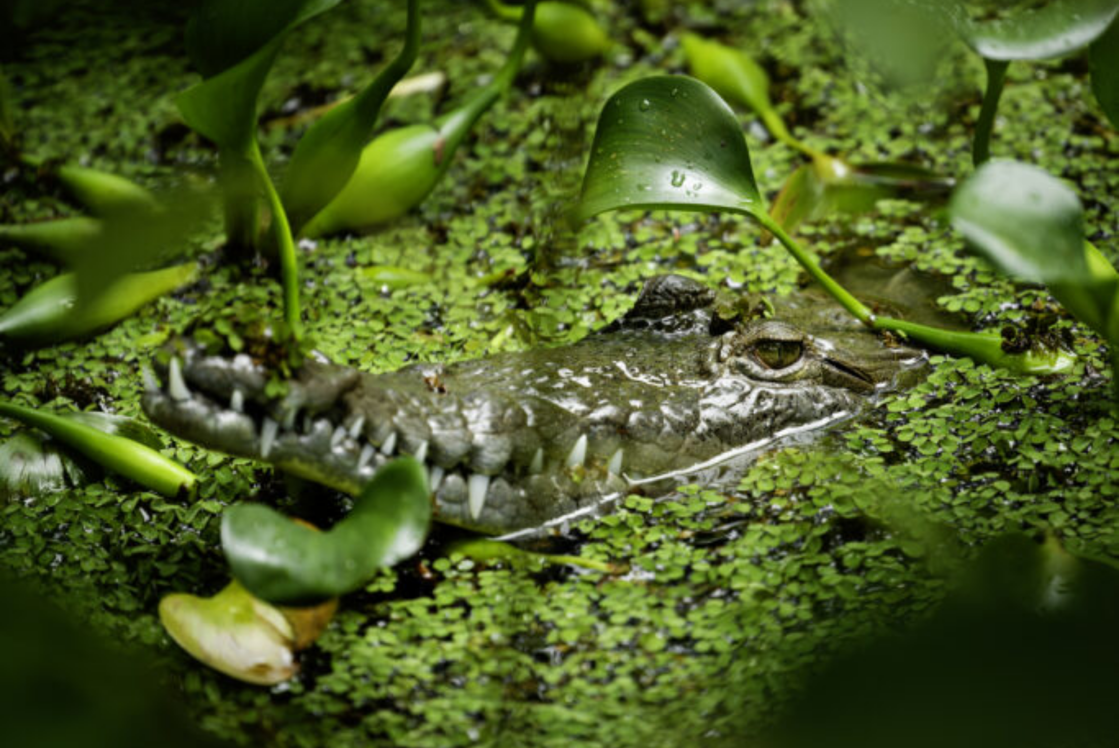 American Crocodile
