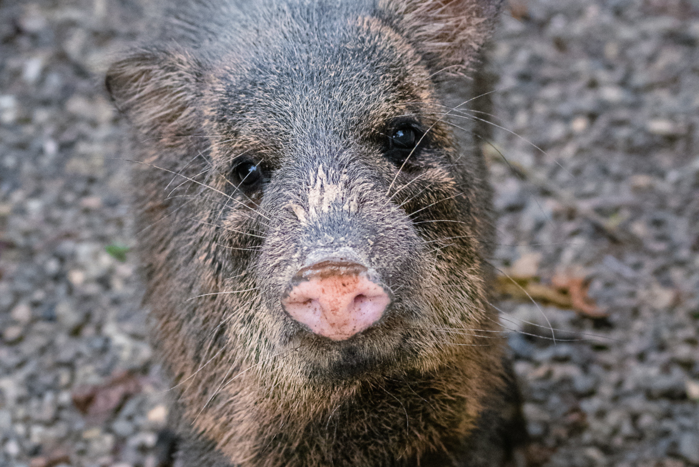Collared Peccary