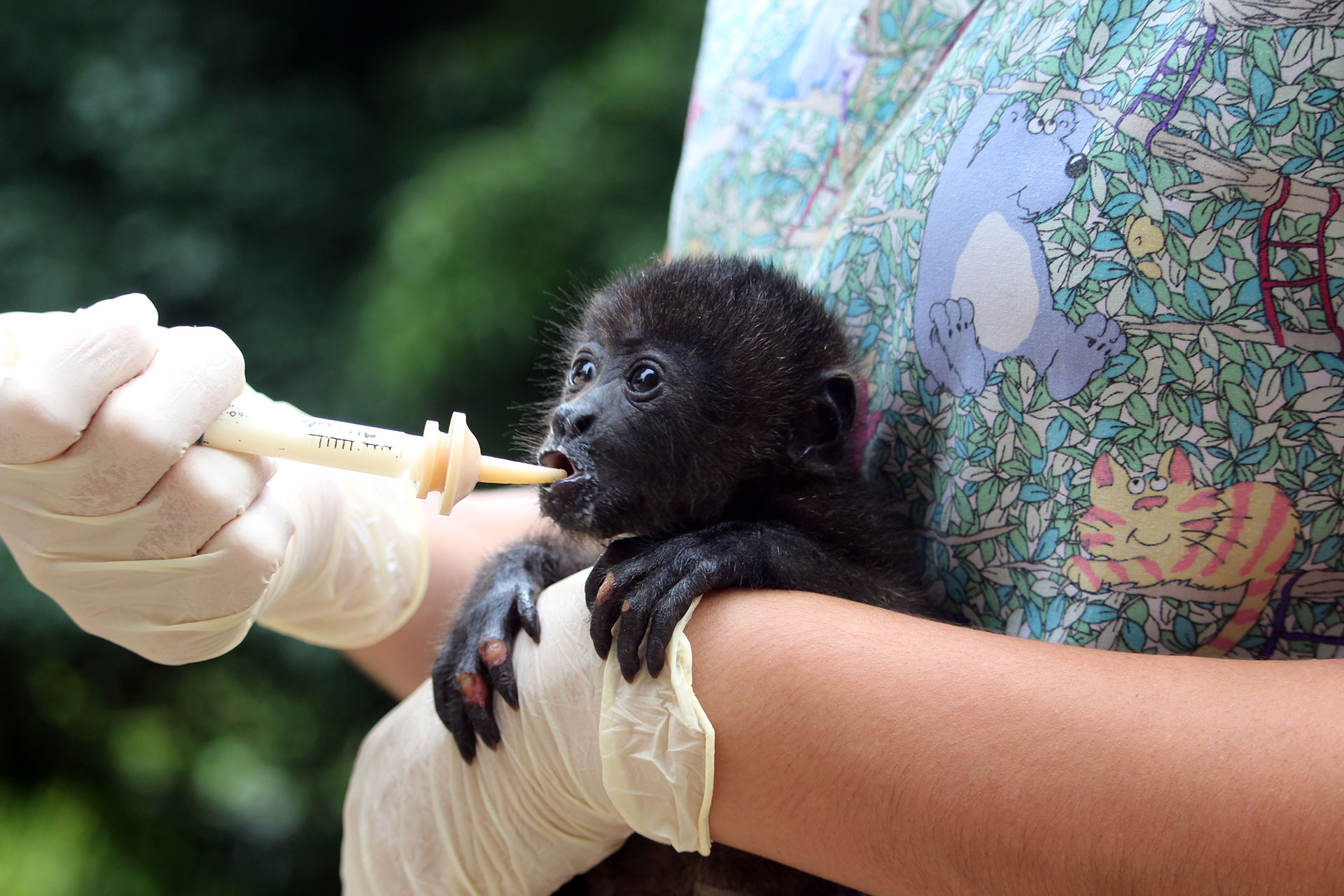 Veterinary & Orphan Care Internship Alturas Wildlife Sanctuary