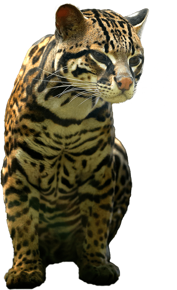 Alturas Wildlife Sanctuary | Rescue, Rehabilitate, Release Alturas Wildlife Sanctuary | Rescue, Rehabilitate, Release
