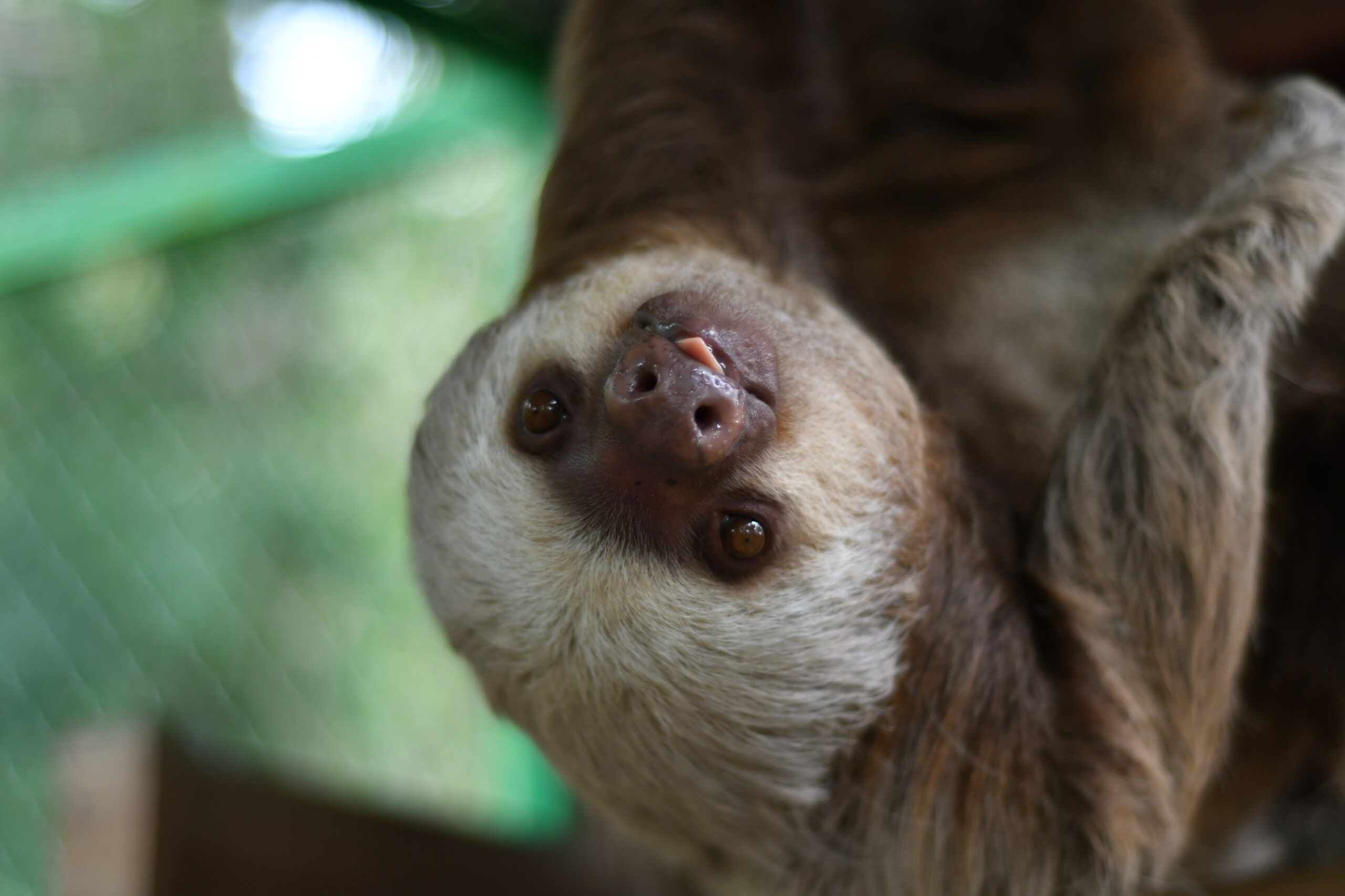 Two-toed Sloth - Alturas Wildlife Sanctuary