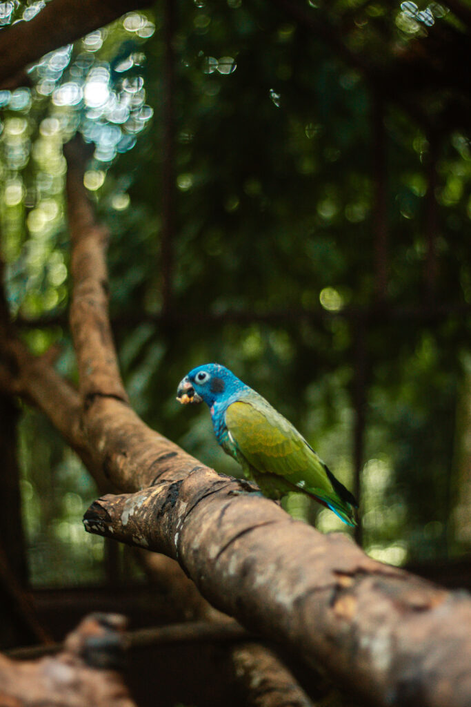 Blue-headed parrot