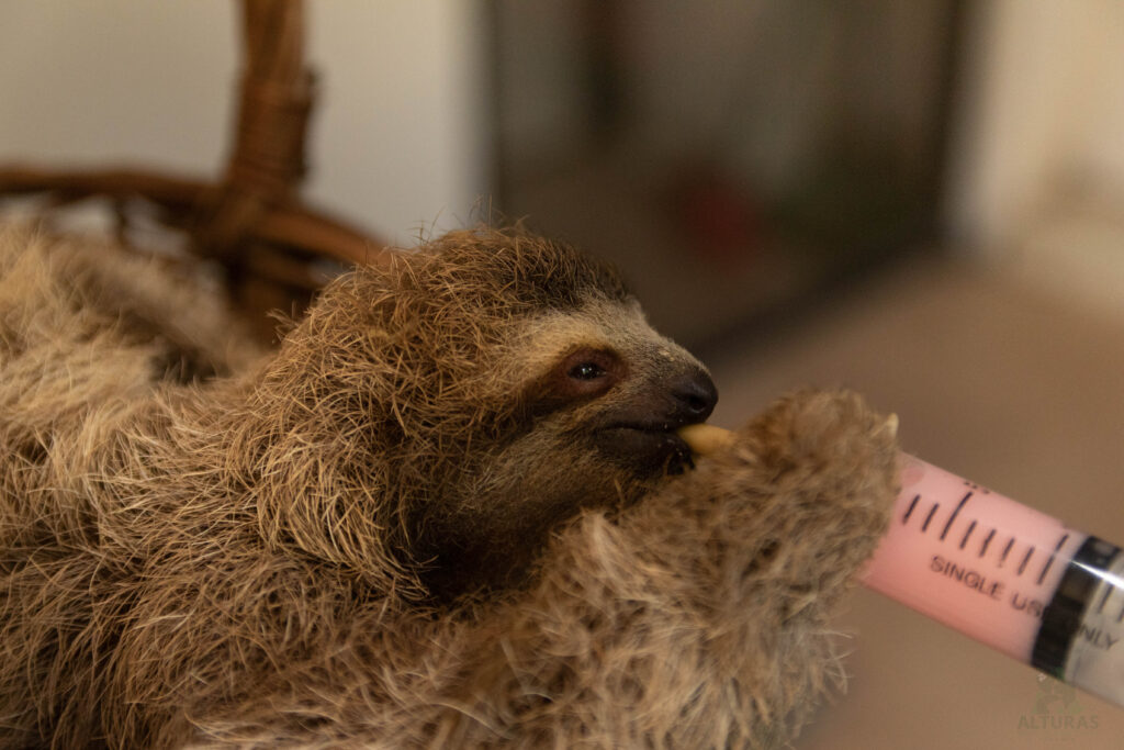 orphan care baby sloth