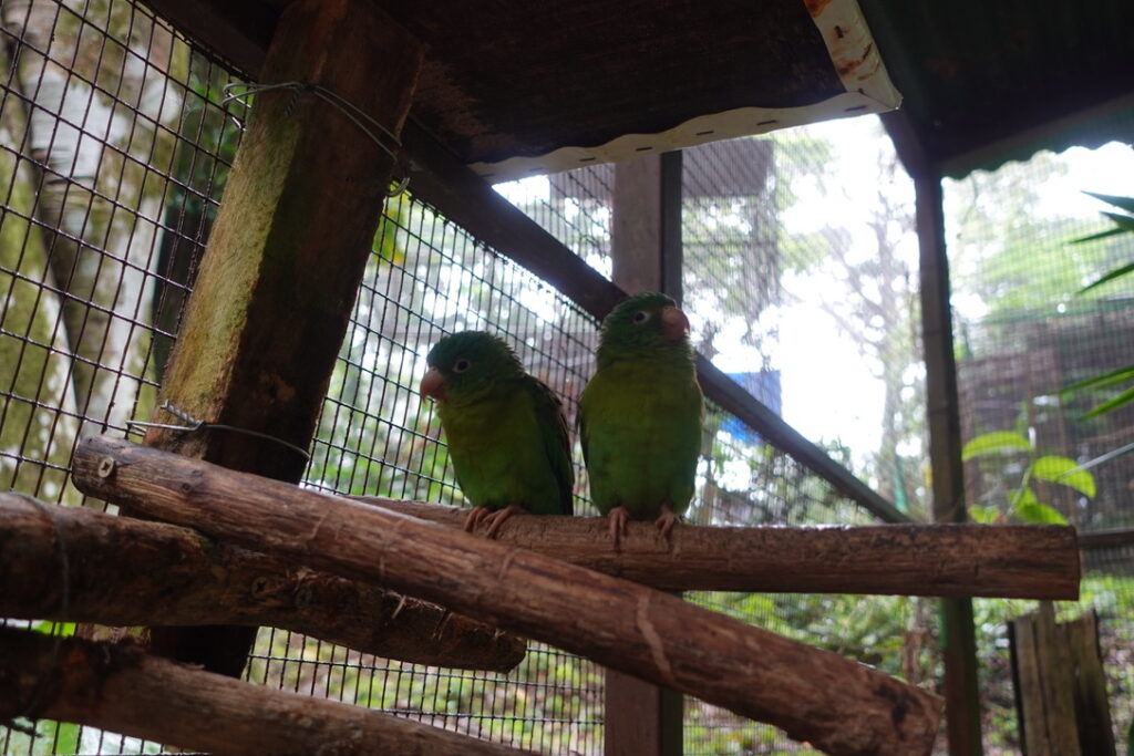 orange chinned parakeets