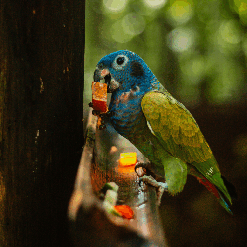 Blue-headed parrot eating