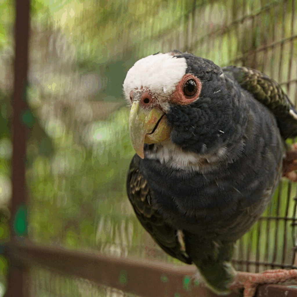 white-crowned parrot at wildlife rescue