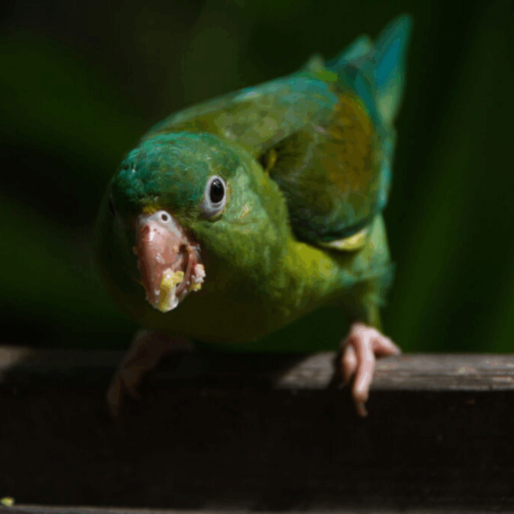 Orange-chinned parakeet