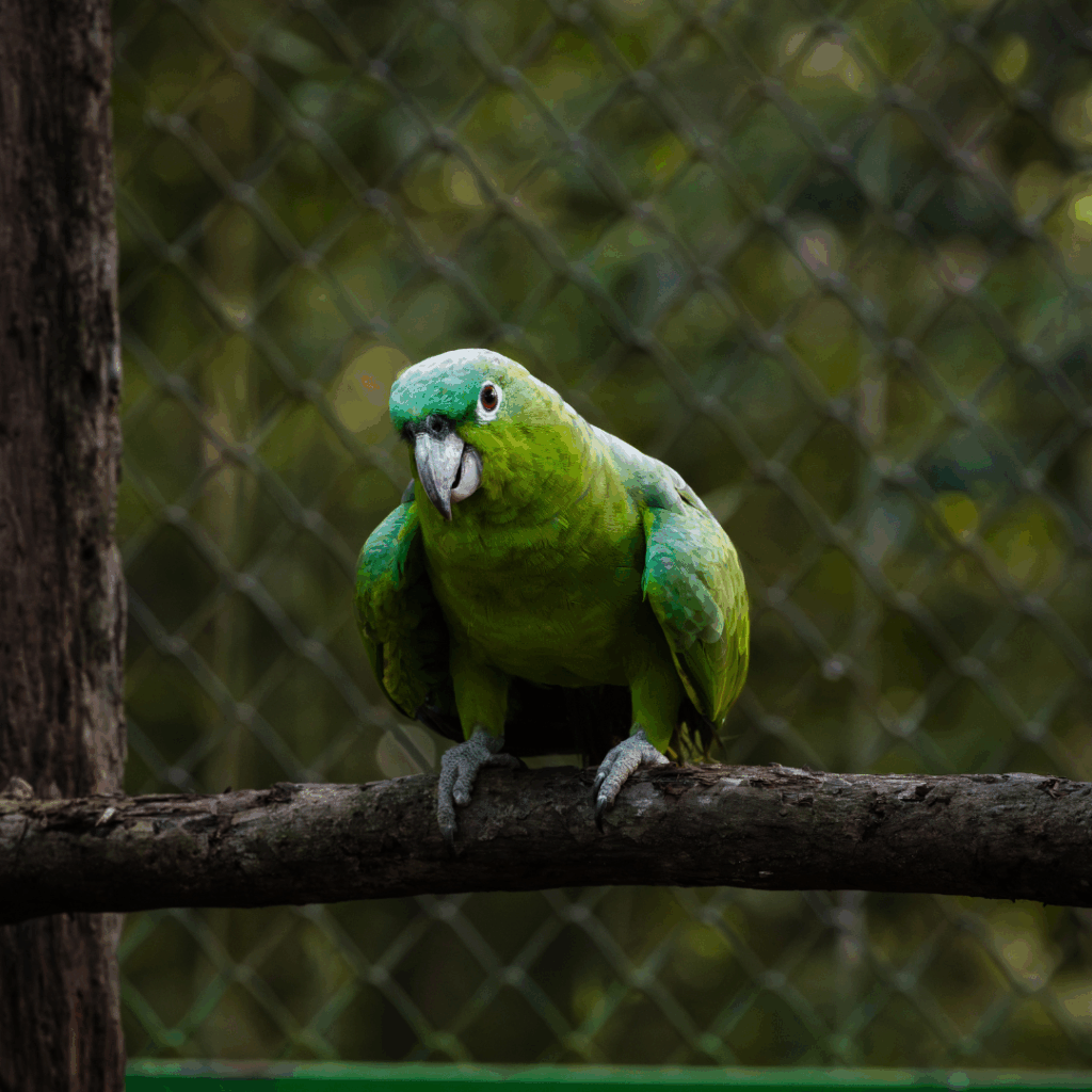 Mealy Amazon Parrrot