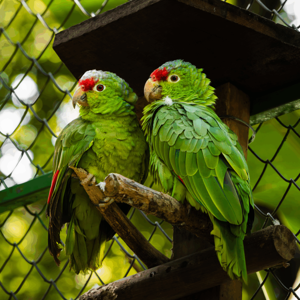red-lored amazons